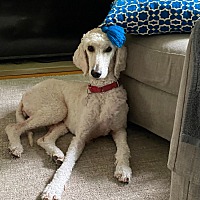 adopt-pet