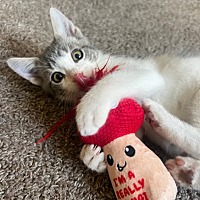 adopt a pet