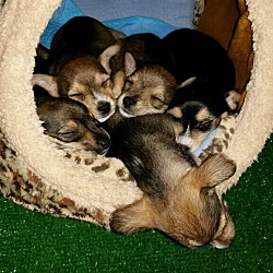 Thumbnail photo of Lilikoi's puppies #1