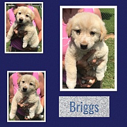 Thumbnail photo of Briggs~adopted! #2