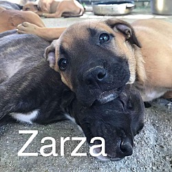 Thumbnail photo of Zarza #2