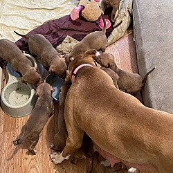 Thumbnail photo of ZCL-Bella's pups #3