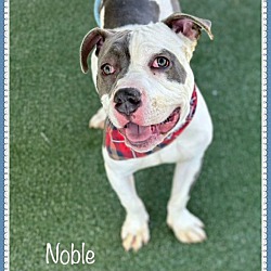 Thumbnail photo of NOBLE - see video #1