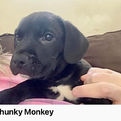 Photo of Chunky Monkey