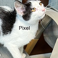 adopt a pet