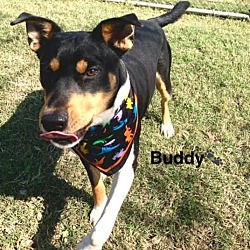 Thumbnail photo of Buddy #4