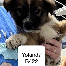 Thumbnail photo of Yolanda B422 #1