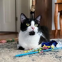 adopt a pet