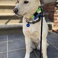 adopt a pet
