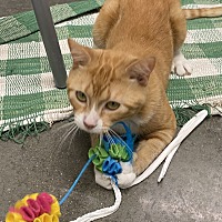 adopt a pet