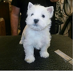 Photo of West Highland White Terrier