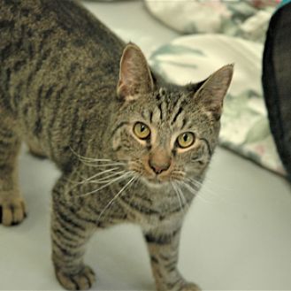 petsmart puzzle feeder