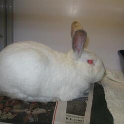 Available Pets At Sonoma County Animal Care And Control In Santa Rosa California