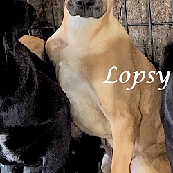 Thumbnail photo of Lopsy Lulu ~ meet me! #1