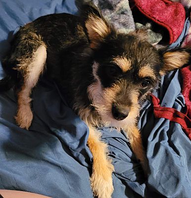 Zuni, VA - Cairn Terrier. Meet Miss Priss a Pet for Adoption