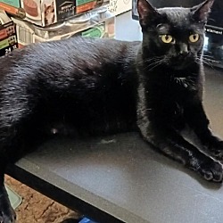 Photo of Sheba aka Little Bit
