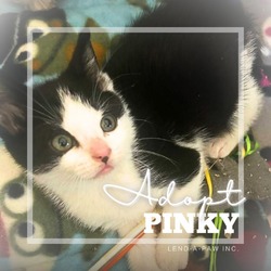 Thumbnail photo of Pinky #2