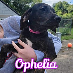 Thumbnail photo of Ophelia #3