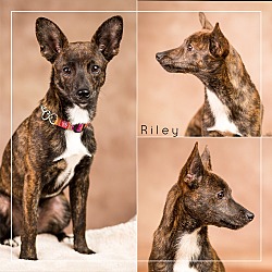 Thumbnail photo of Riley #1