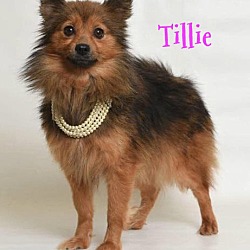 Thumbnail photo of Tillie #3