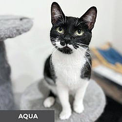 Thumbnail photo of Aqua #4