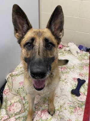 Cheyenne, WY - German Shepherd Dog. Meet Bucca a Pet for Adoption ...