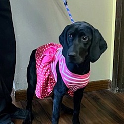 Thumbnail photo of Female young black labs #3