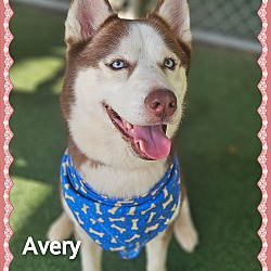 Thumbnail photo of AVERY #2