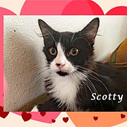 Thumbnail photo of SCOTTY #2