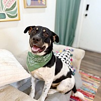 adopt a pet