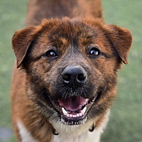 adopt a pet