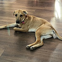 adopt a pet