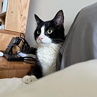 adopt a pet
