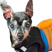 adopt a pet