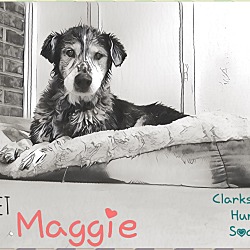 Thumbnail photo of Maggie #3