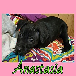 Thumbnail photo of Anastasia #3