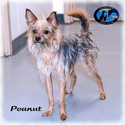 Peanut yorkie for clearance sale