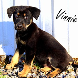 Thumbnail photo of Vinnie~adopted! #2