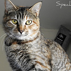 Thumbnail photo of Speckle #1
