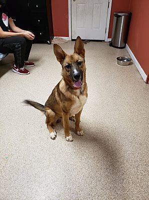 Sunderland, MD - German Shepherd Dog. Meet Reggie a Pet for Adoption ...