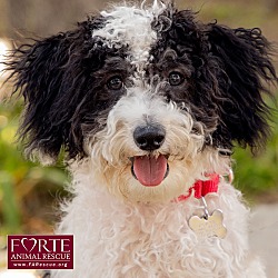 Photo of Bandit