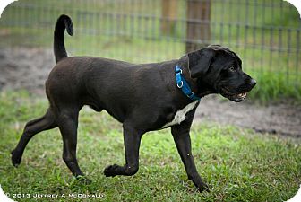 Boca Raton Fl Pug Meet Jake A Pet For Adoption