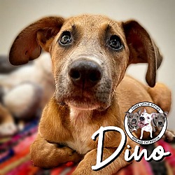 Photo of Dino Flintstone