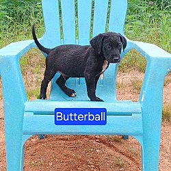 Photo of Butter Ball