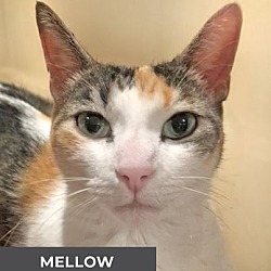 Thumbnail photo of Mellow #2