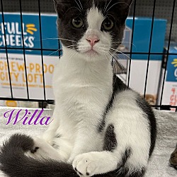 Thumbnail photo of Willa #1