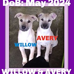 Thumbnail photo of WILLOW-Boy #2