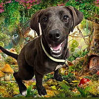adopt a pet