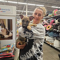 adopt a pet