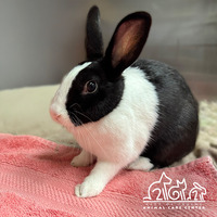 adopt-pet